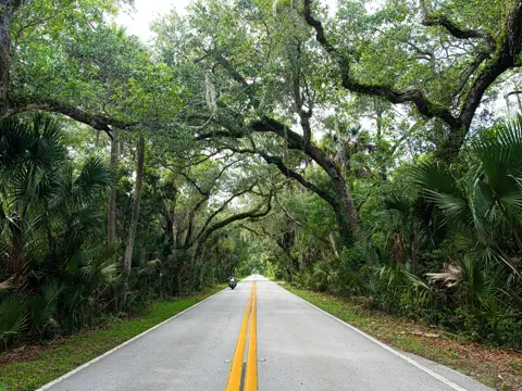 A scenic road with a motorcycle approaching, flanked by lush trees and greenery.