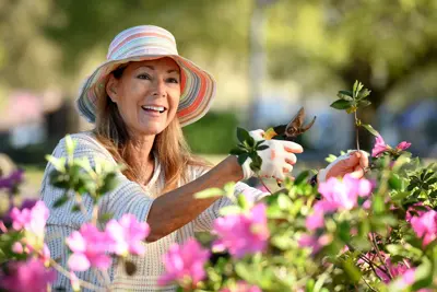 Smiling woman in a sun hat pruning pink flowers in a garden on a bright sunny day.