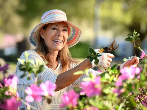 Smiling woman in a sun hat pruning pink flowers in a garden on a bright sunny day.